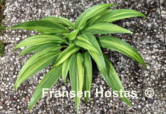 Hosta Hyuga Urajiro - Fransen Hostas